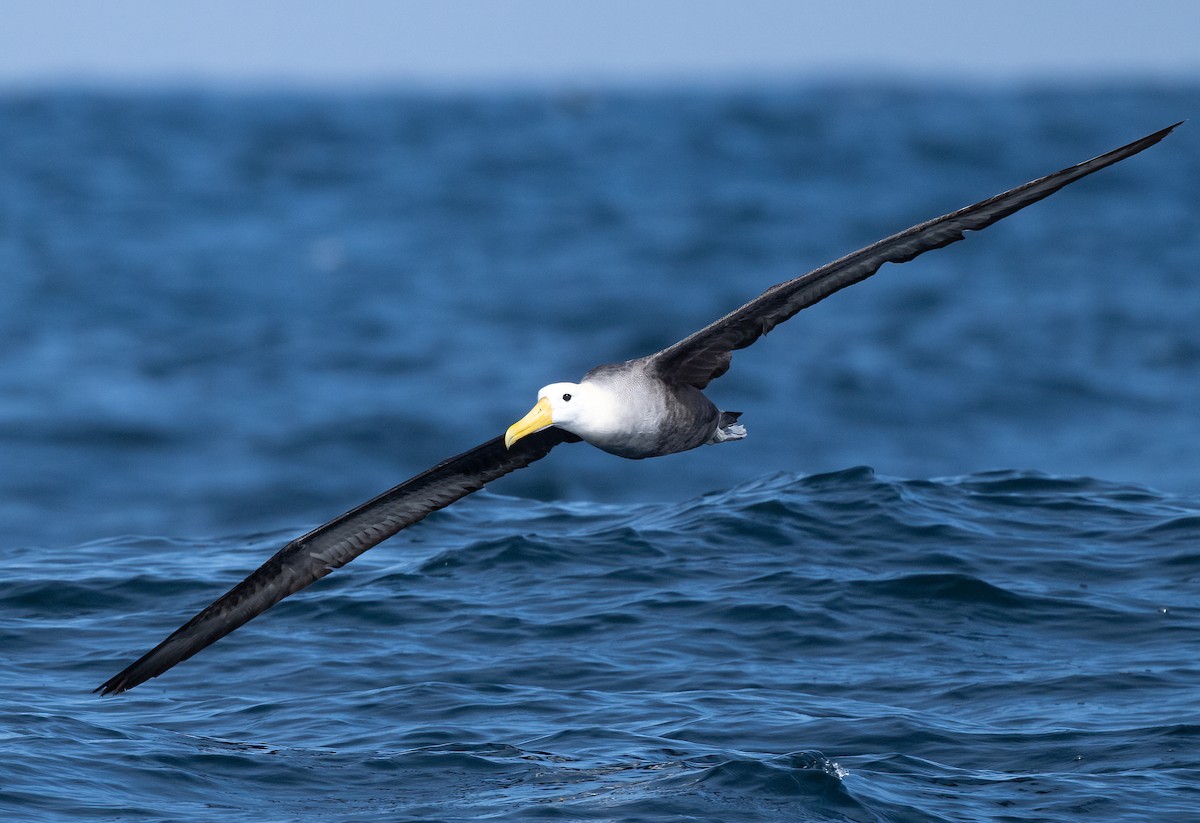 Waved Albatross - ML643020240