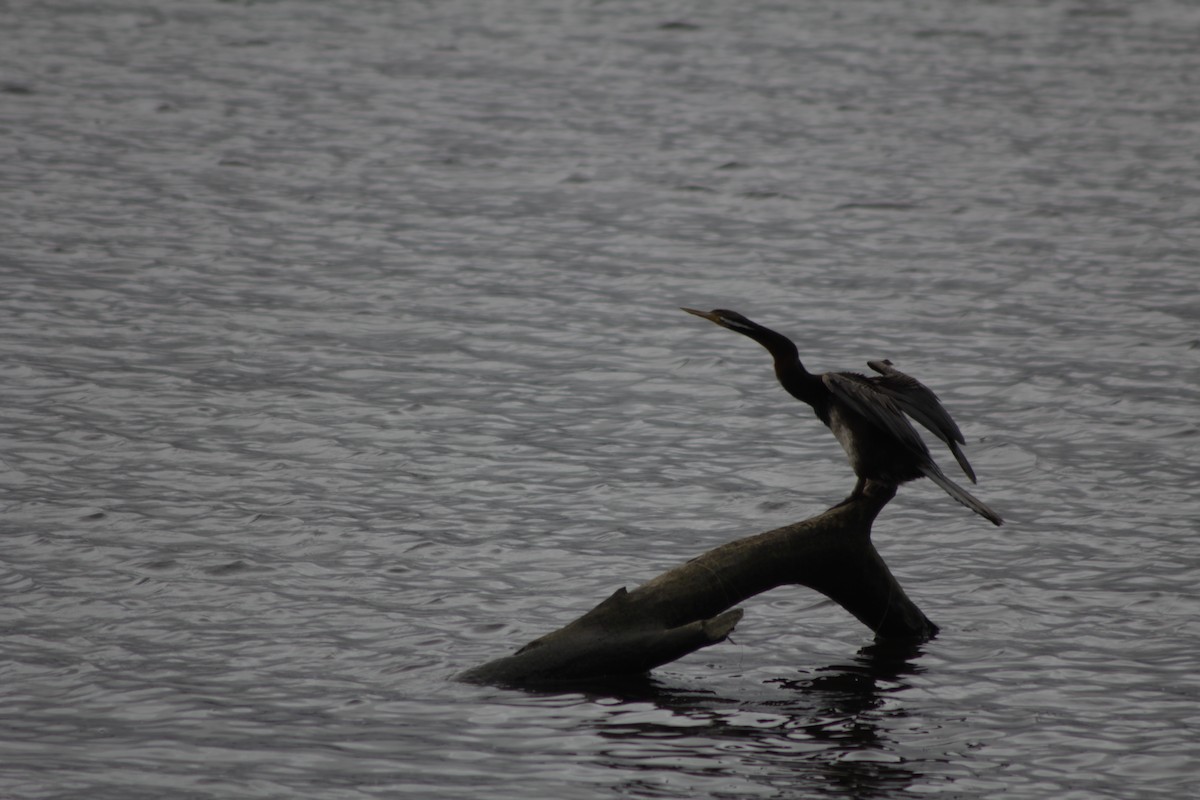 anhinga australská - ML643020241