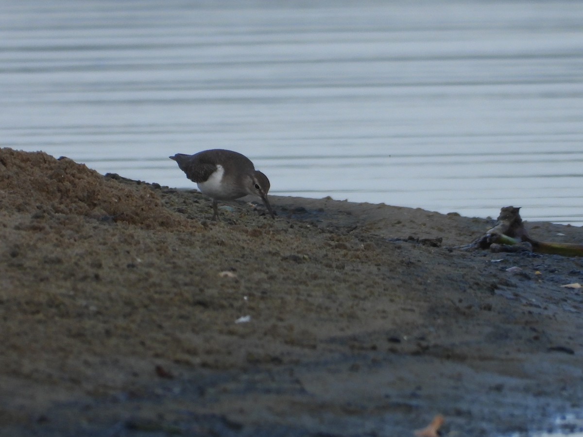 Common Sandpiper - ML643020242