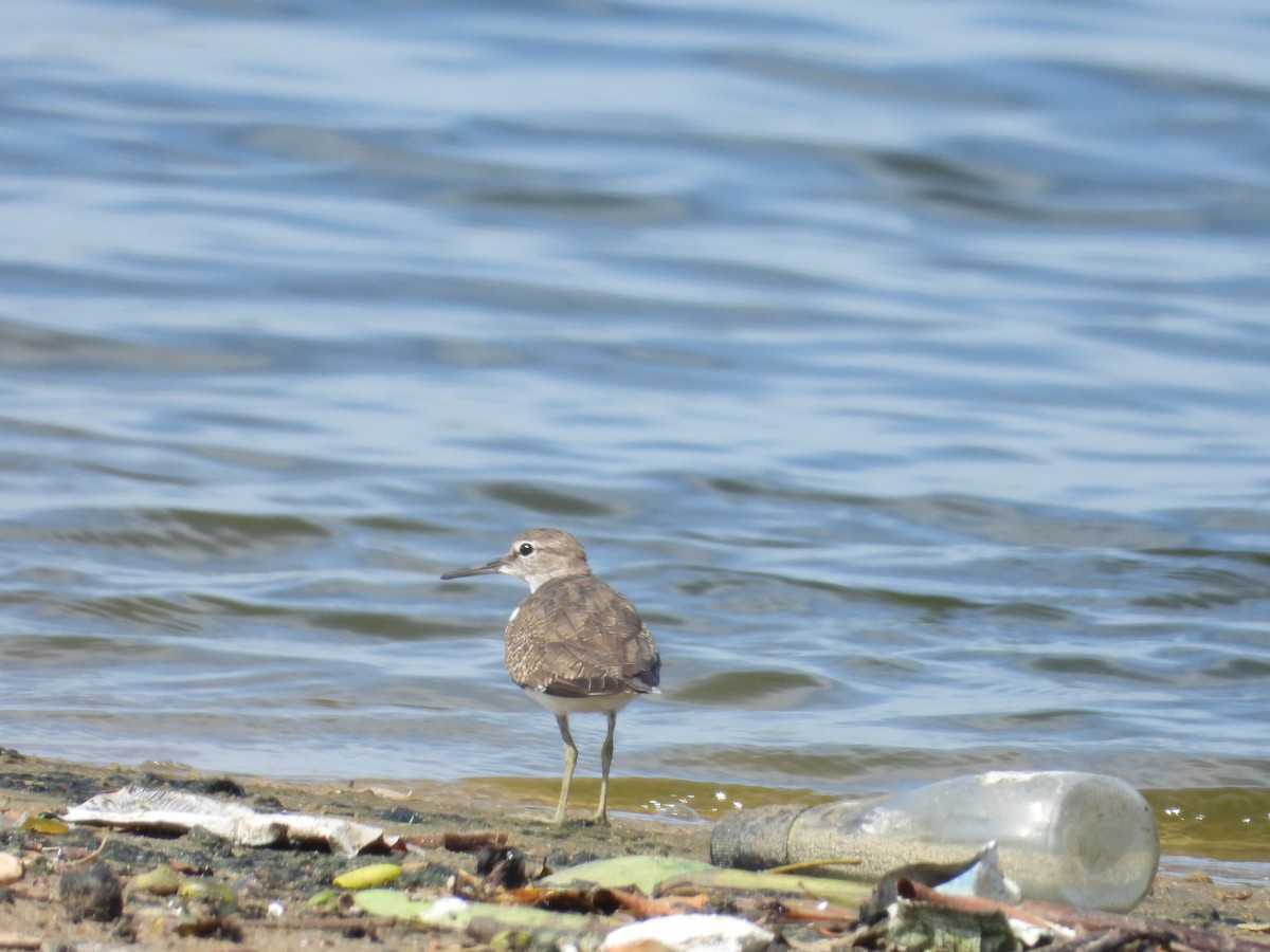 Common Sandpiper - ML643020243