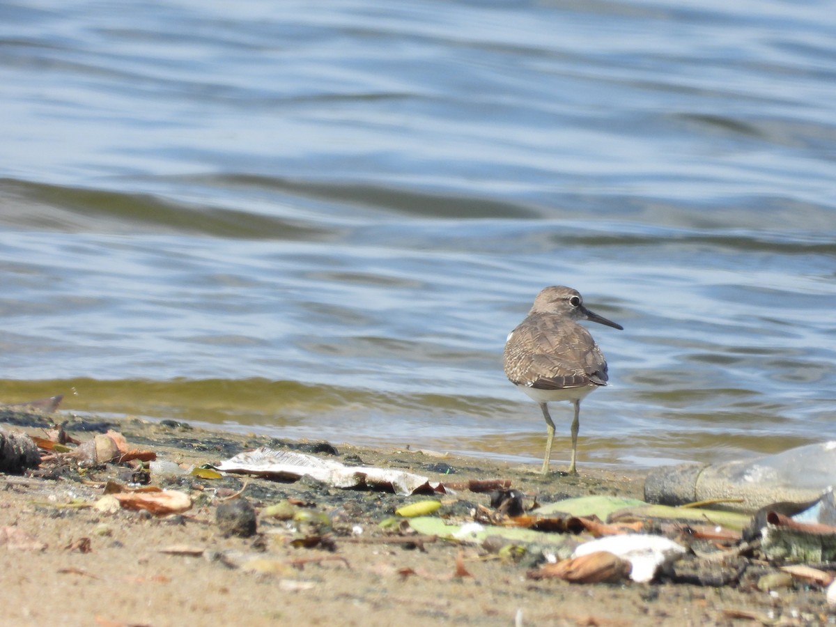 Common Sandpiper - ML643020244