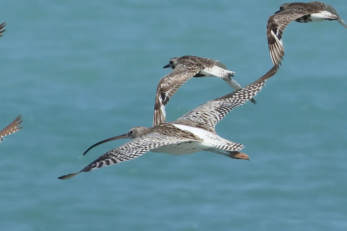 Морин тутгалжин - ML643020249