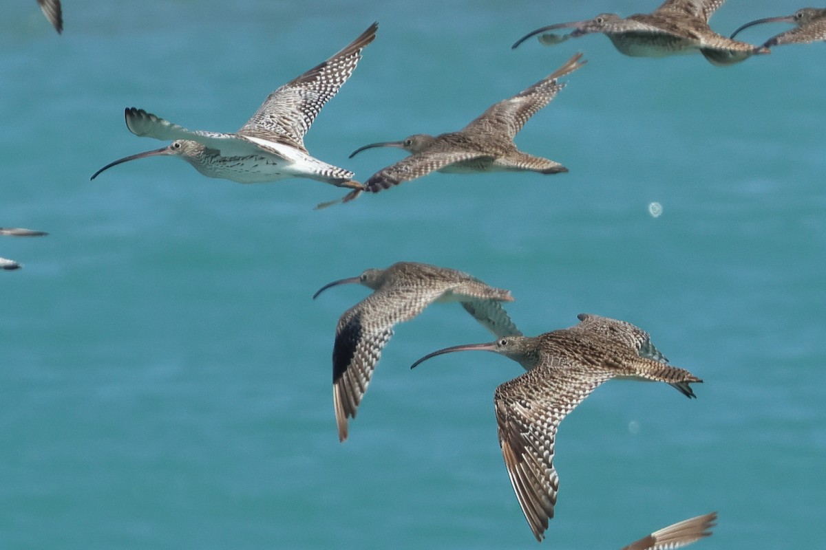 Морин тутгалжин - ML643020250