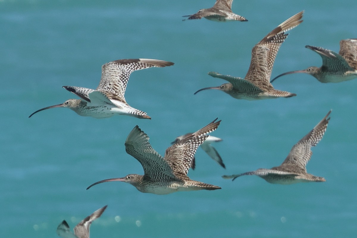 Морин тутгалжин - ML643020251