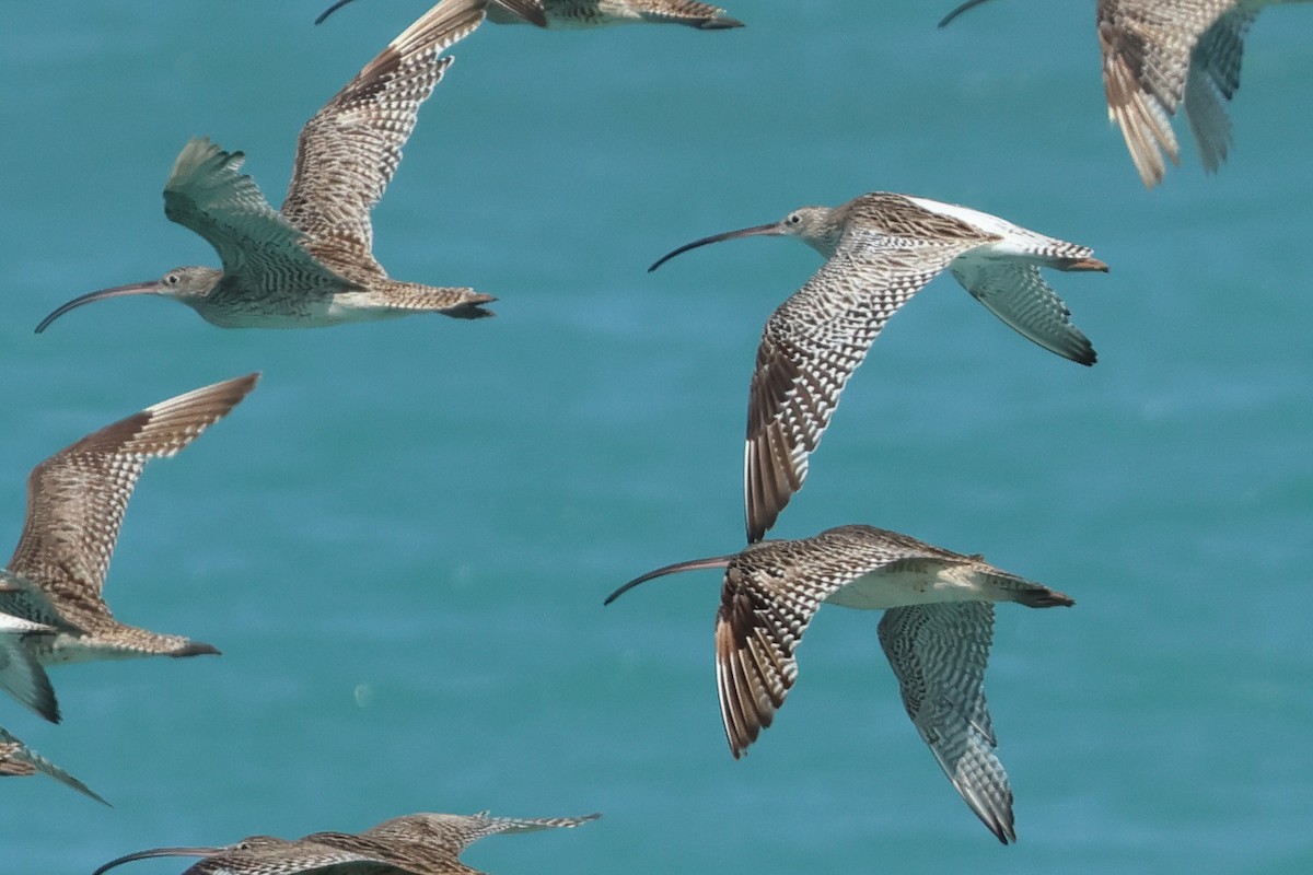 Морин тутгалжин - ML643020252