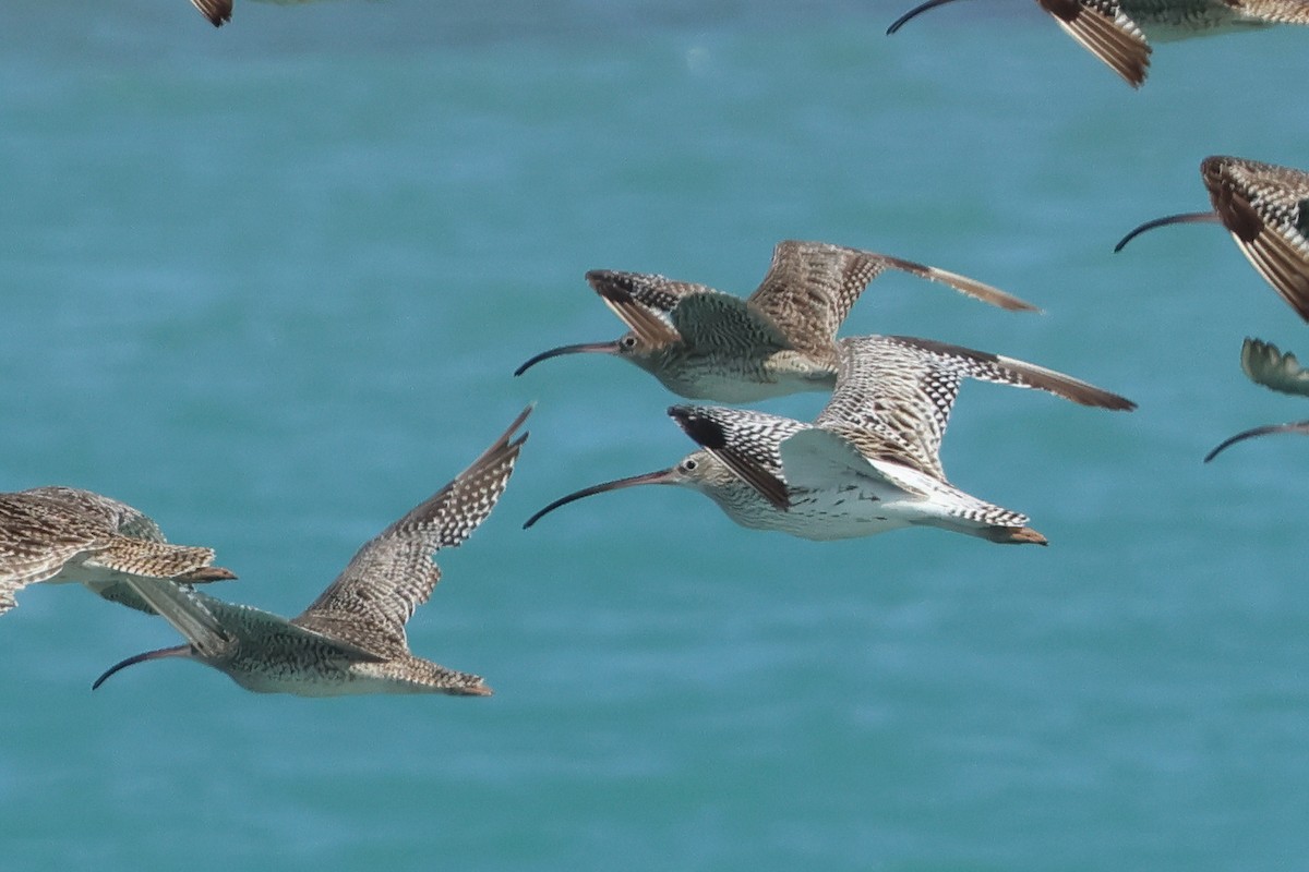 Морин тутгалжин - ML643020253