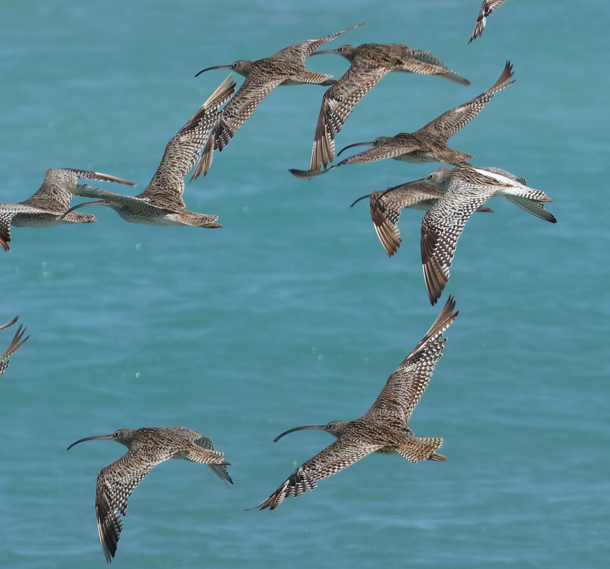 Морин тутгалжин - ML643020254