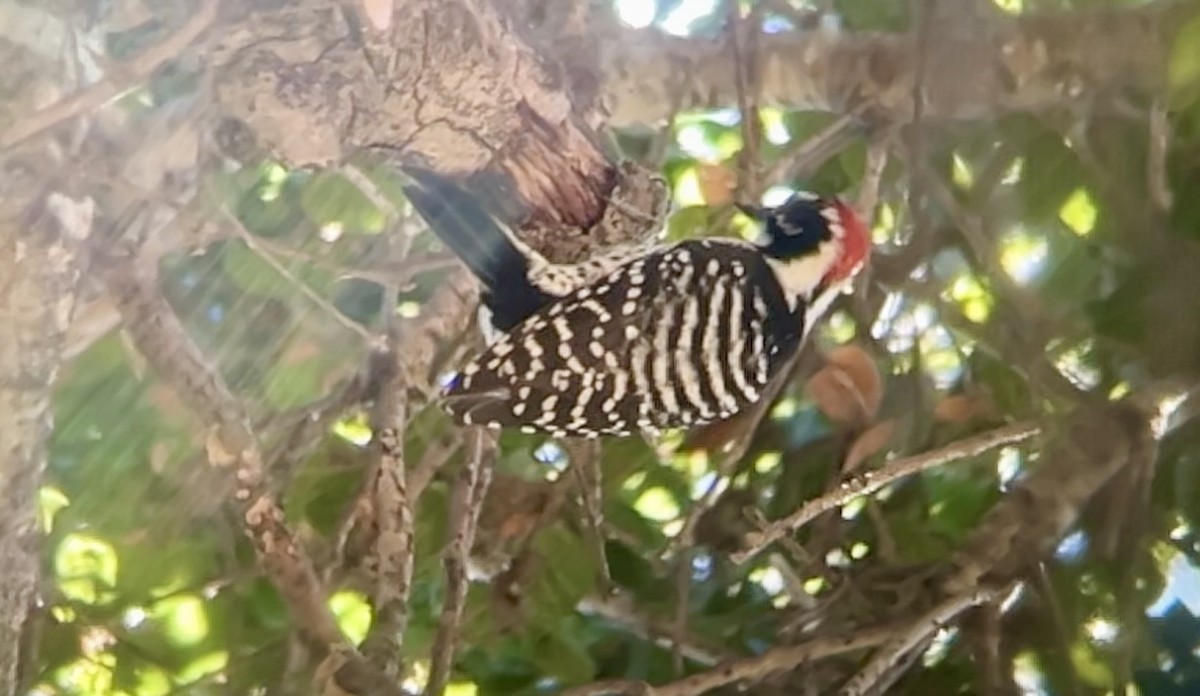Nuttall's Woodpecker - ML643020256