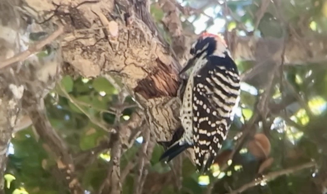 Nuttall's Woodpecker - ML643020257
