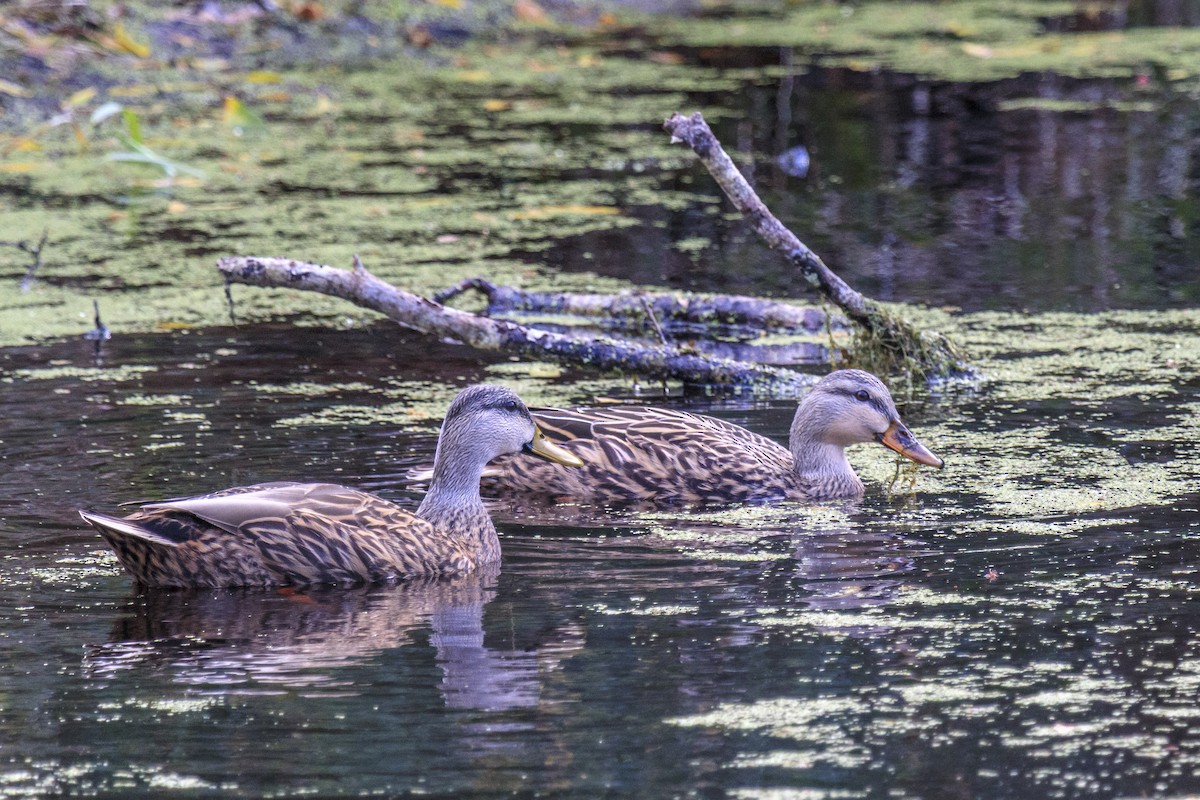 Mottled Duck - ML643020260