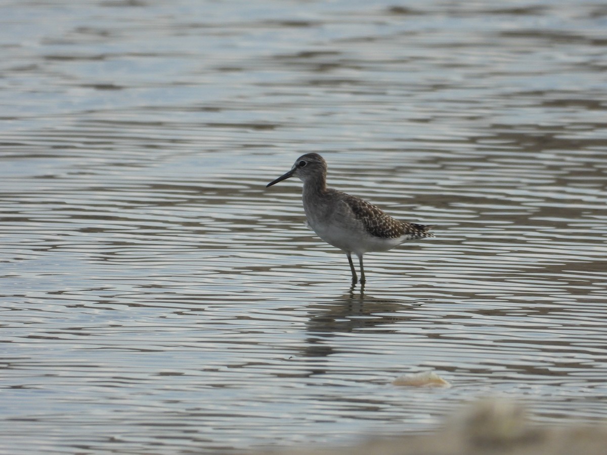Wood Sandpiper - ML643020263