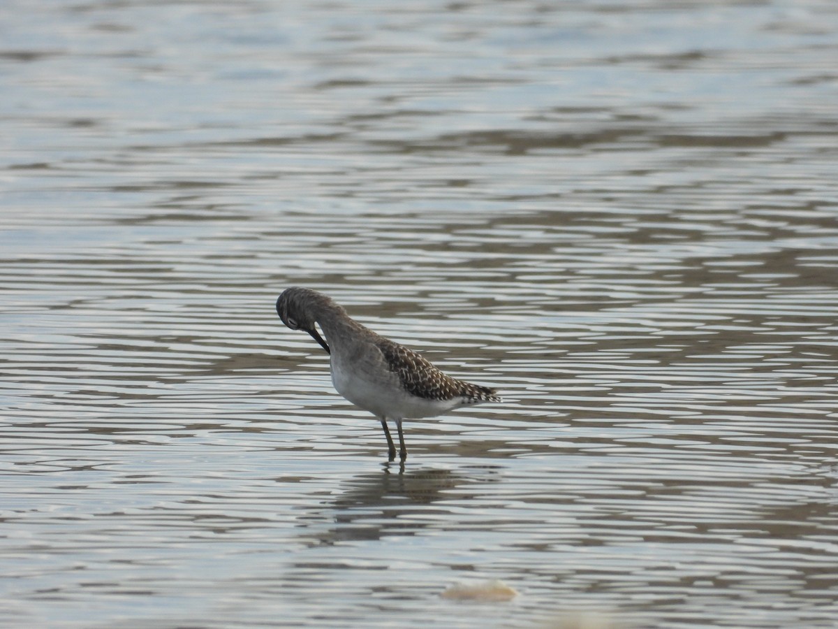 Wood Sandpiper - ML643020264