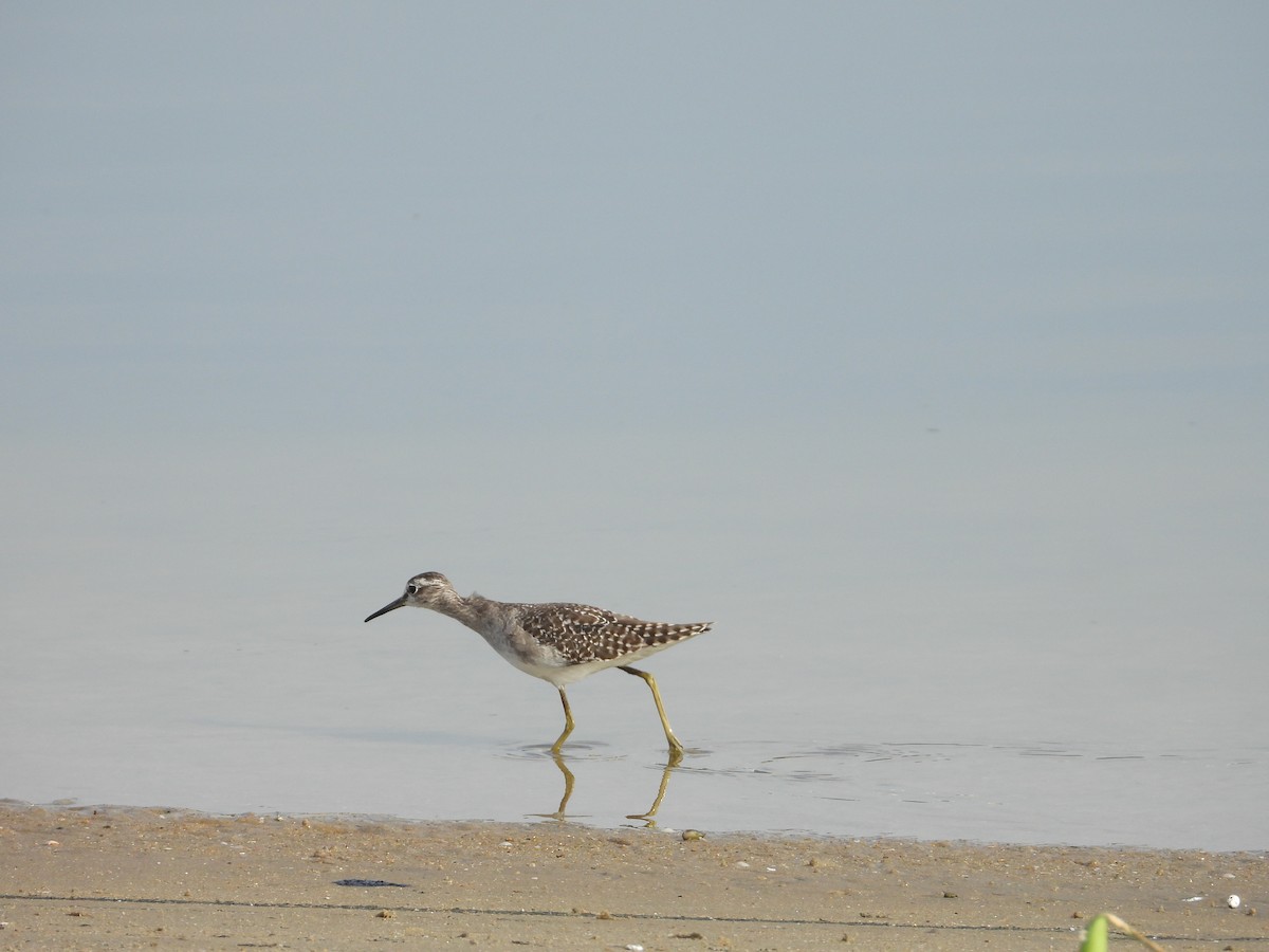 Wood Sandpiper - ML643020265
