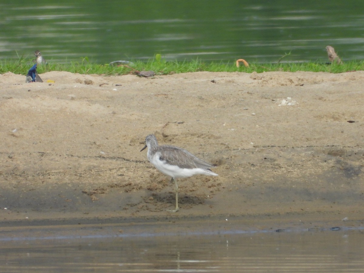 Common Greenshank - ML643020284