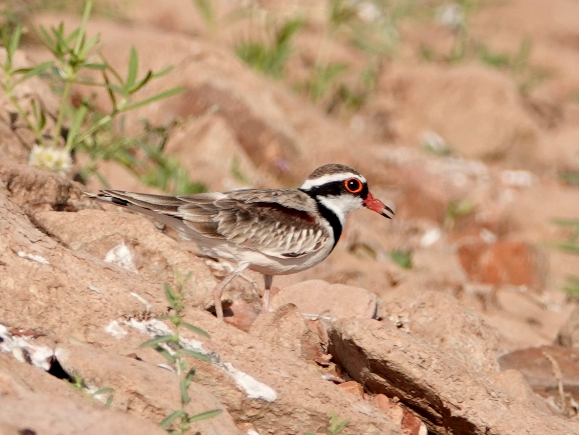 Black-fronted Dotterel - ML643020285