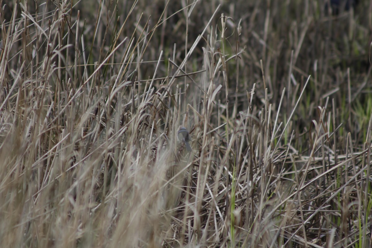 Superb Fairywren - ML643020288
