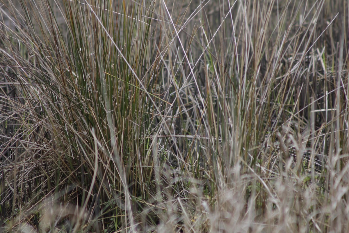 Superb Fairywren - ML643020289