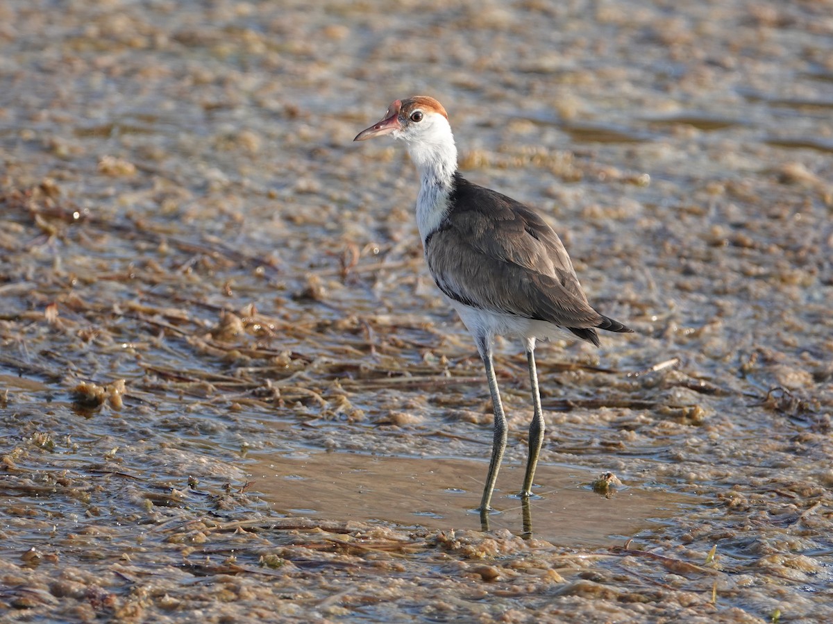 Comb-crested Jacana - ML643020295