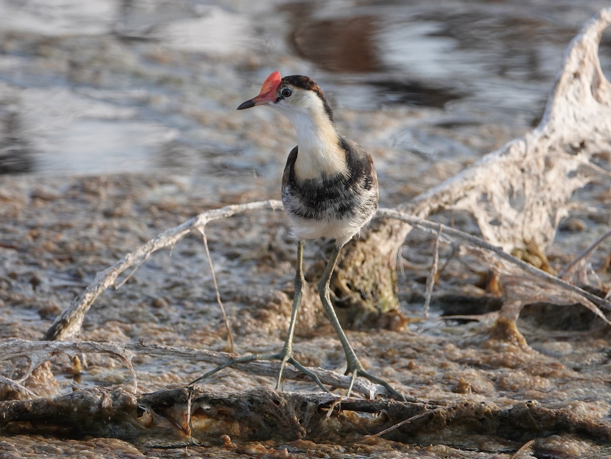 Comb-crested Jacana - ML643020296