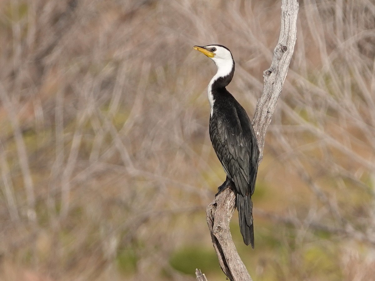 Little Pied Cormorant - ML643020302