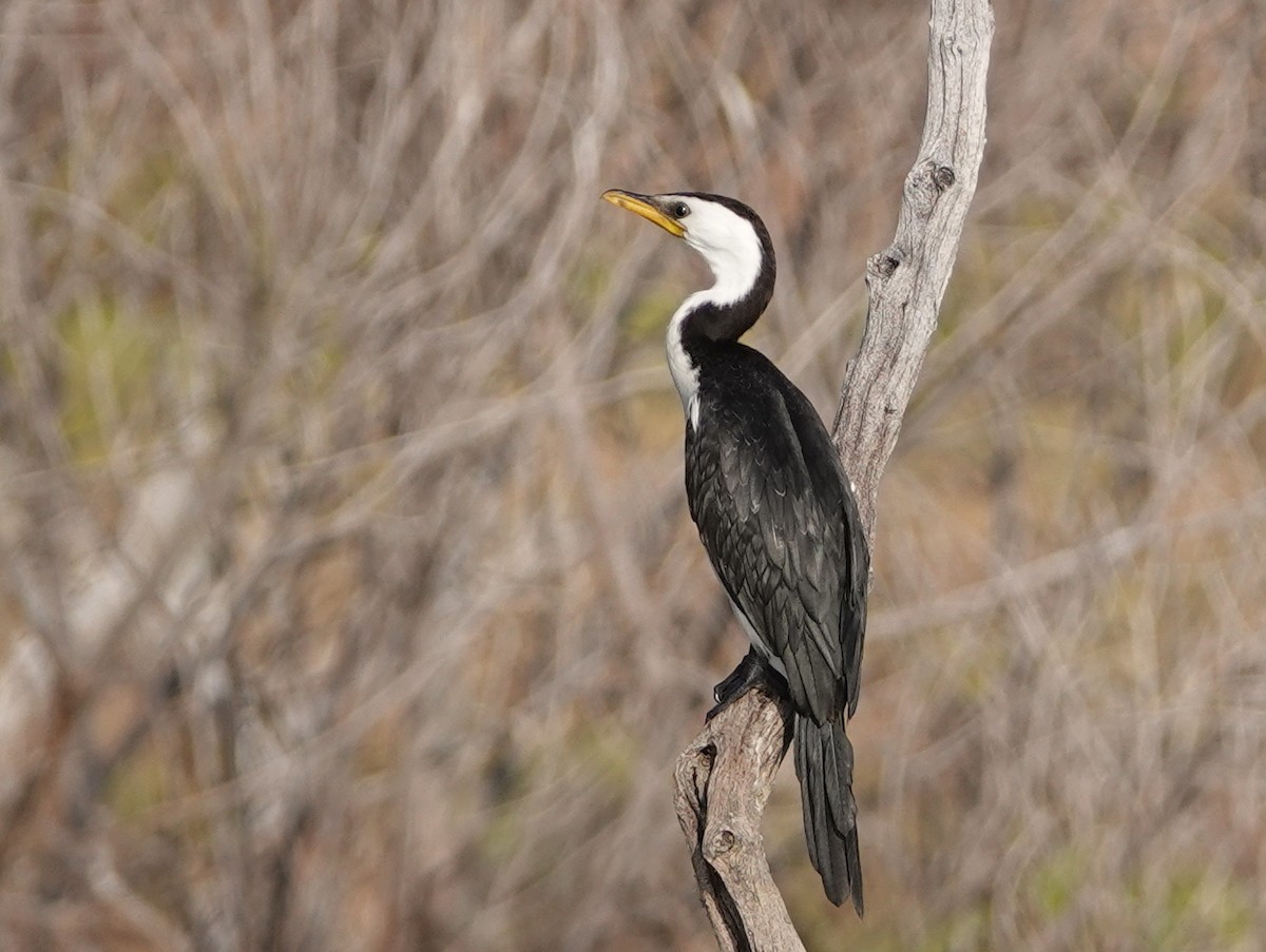 Little Pied Cormorant - ML643020303