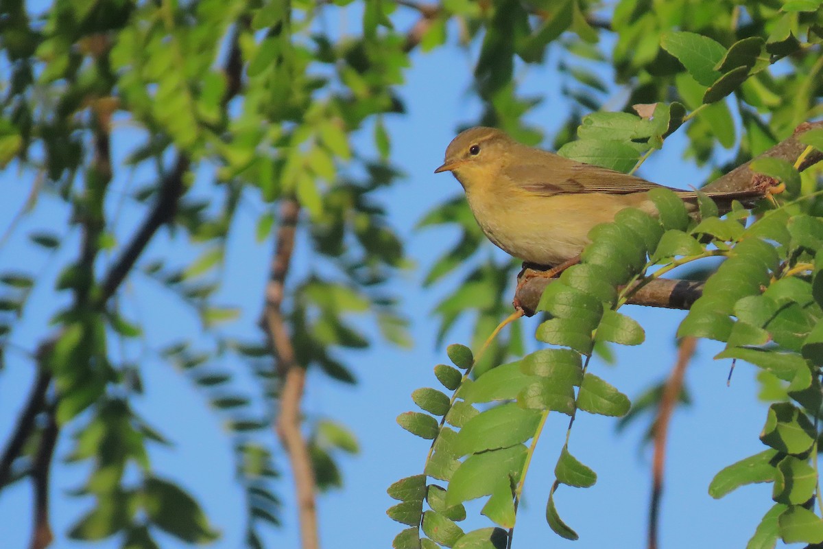 Willow Warbler - ML643020306