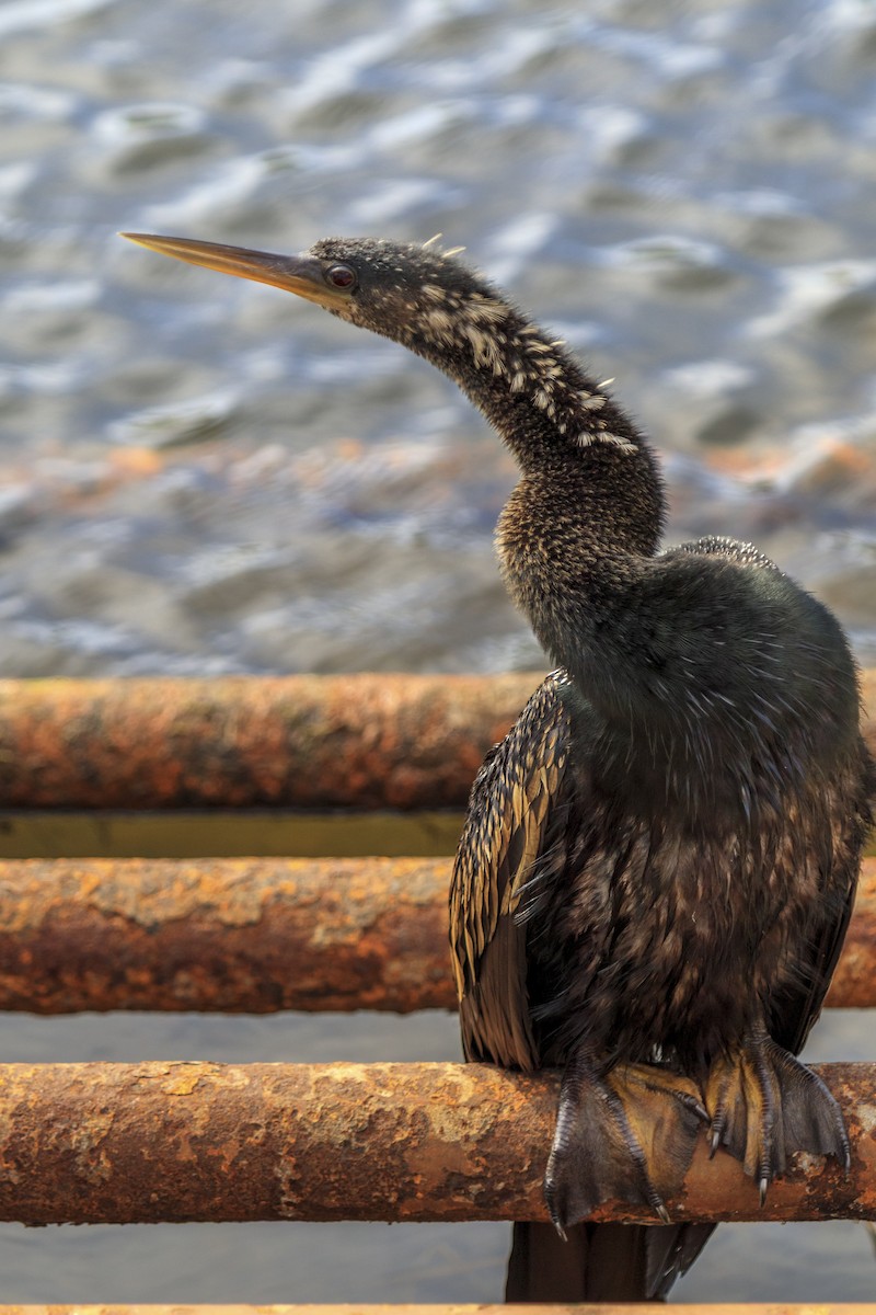 Anhinga - ML643020311