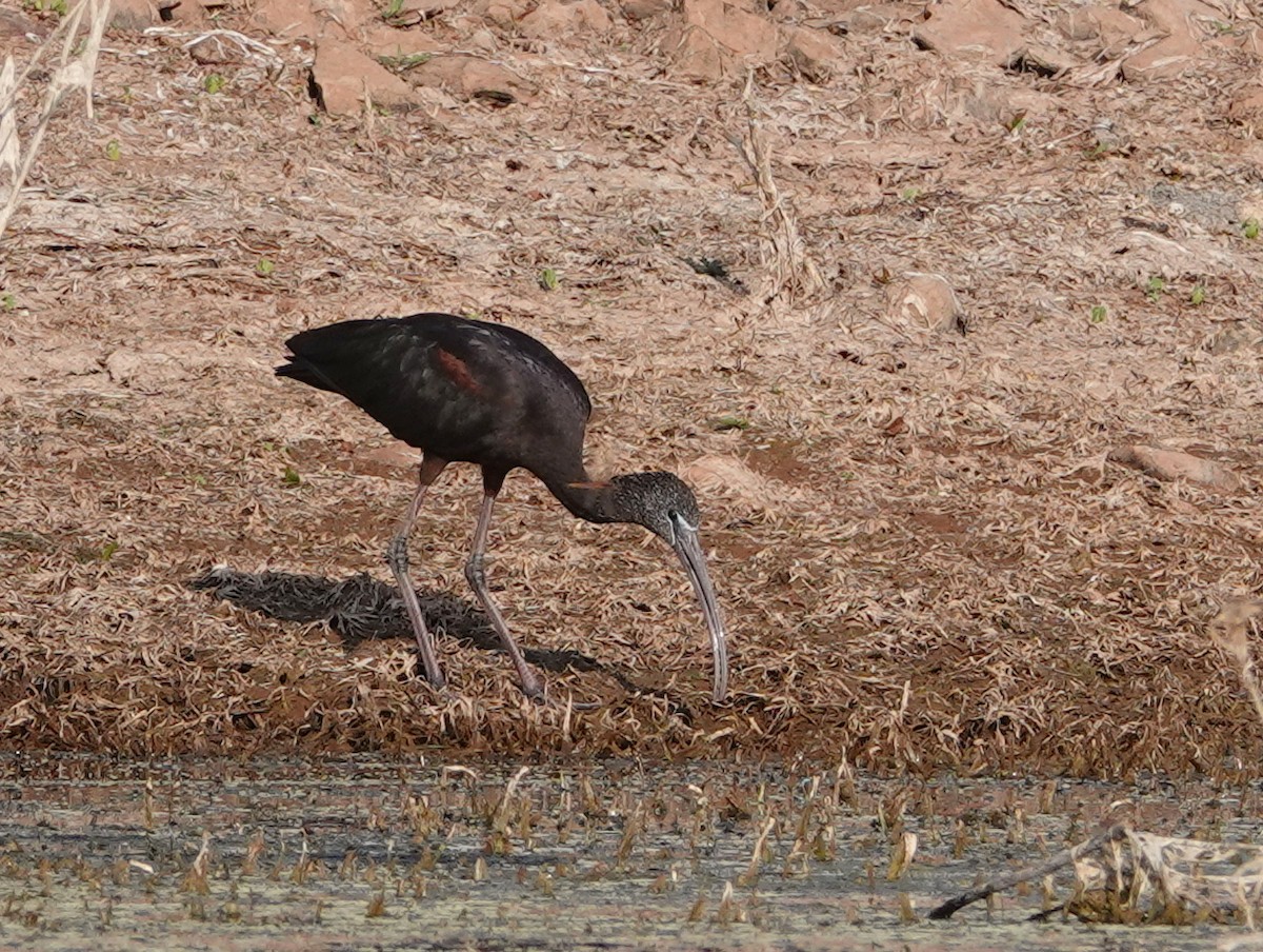 Glossy Ibis - ML643020314