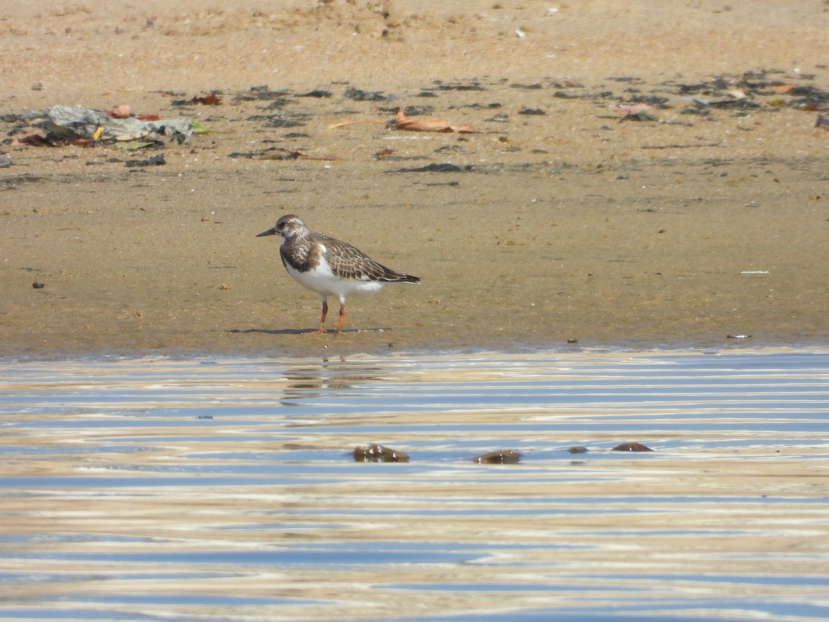 Ruddy Turnstone - ML643020319