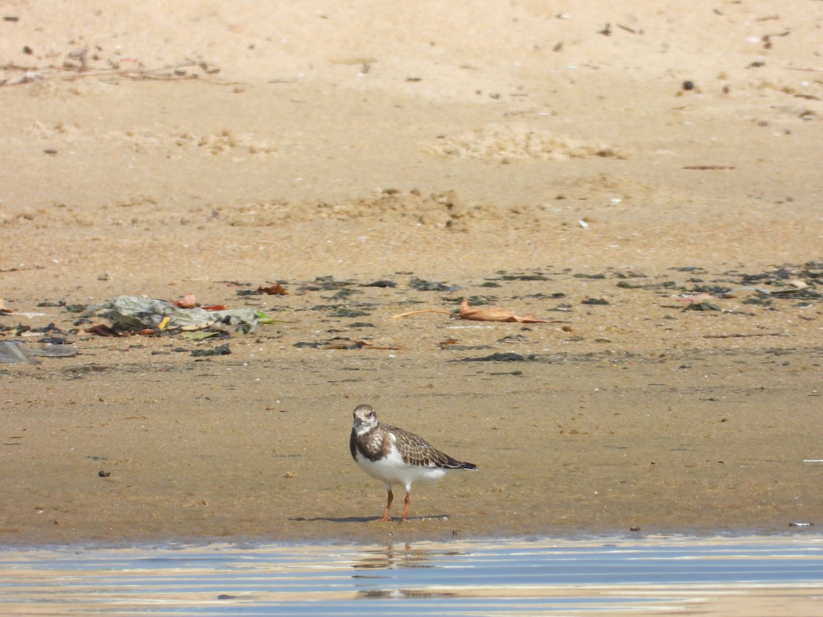 Ruddy Turnstone - ML643020320
