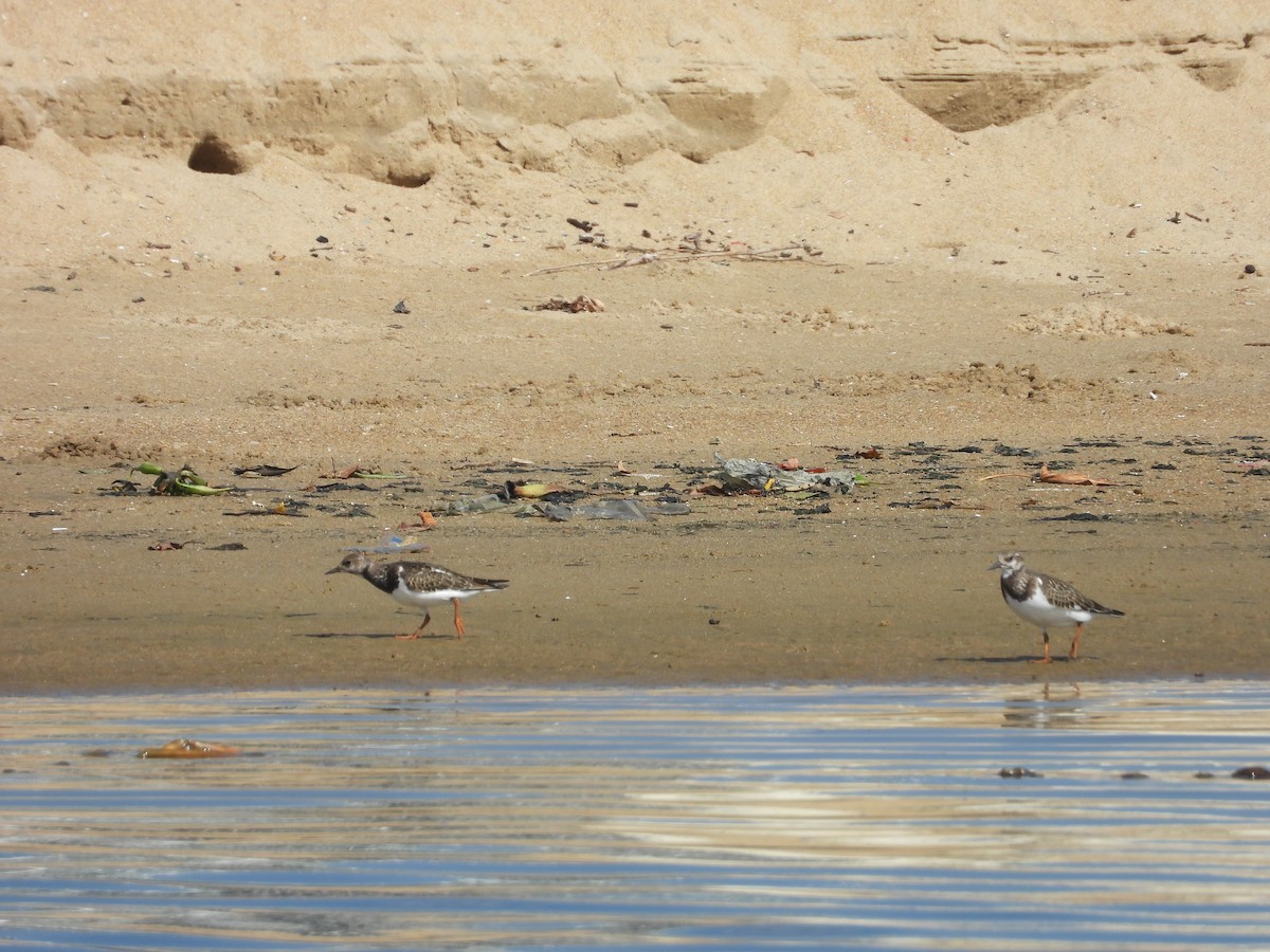 Ruddy Turnstone - ML643020321
