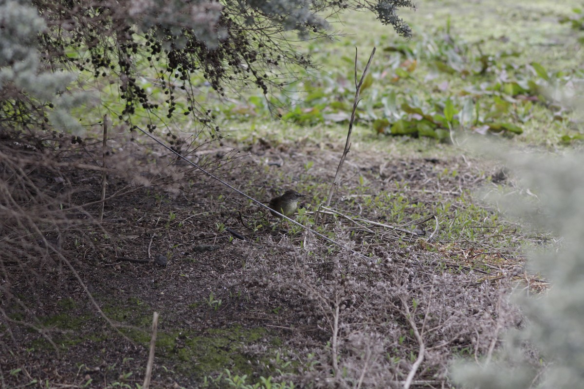 White-browed Scrubwren - ML643020323