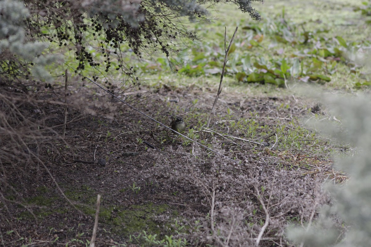 White-browed Scrubwren - ML643020324