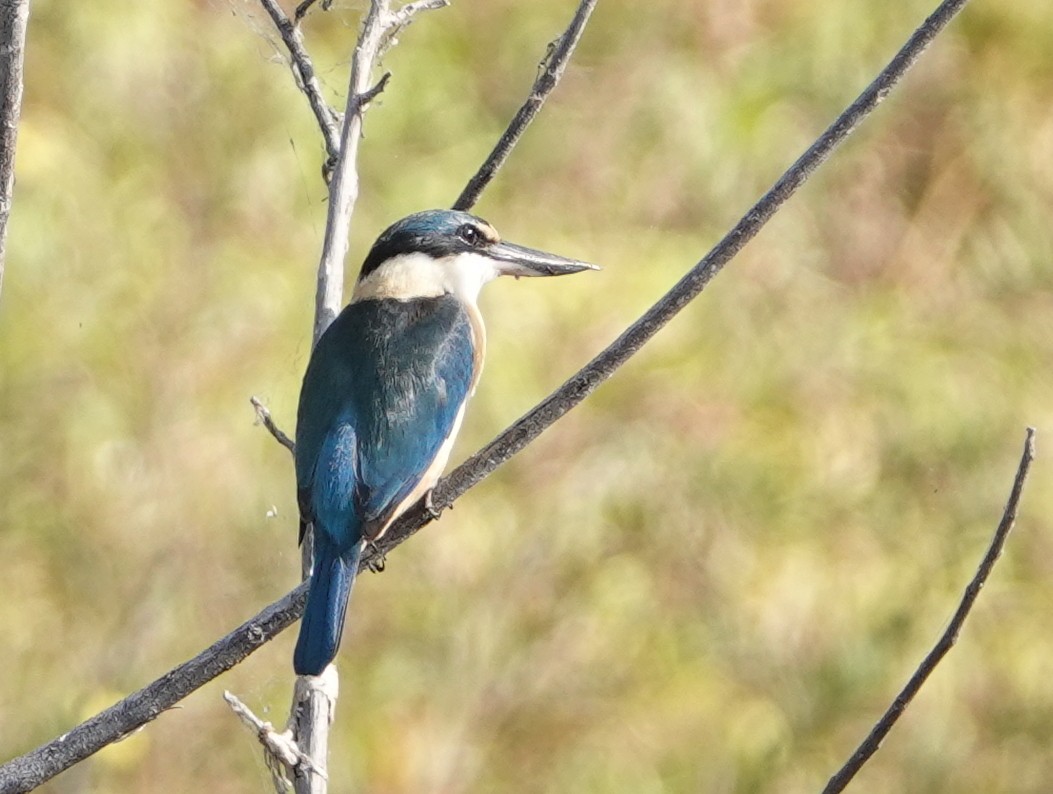 Sacred Kingfisher (Australasian) - ML643020325