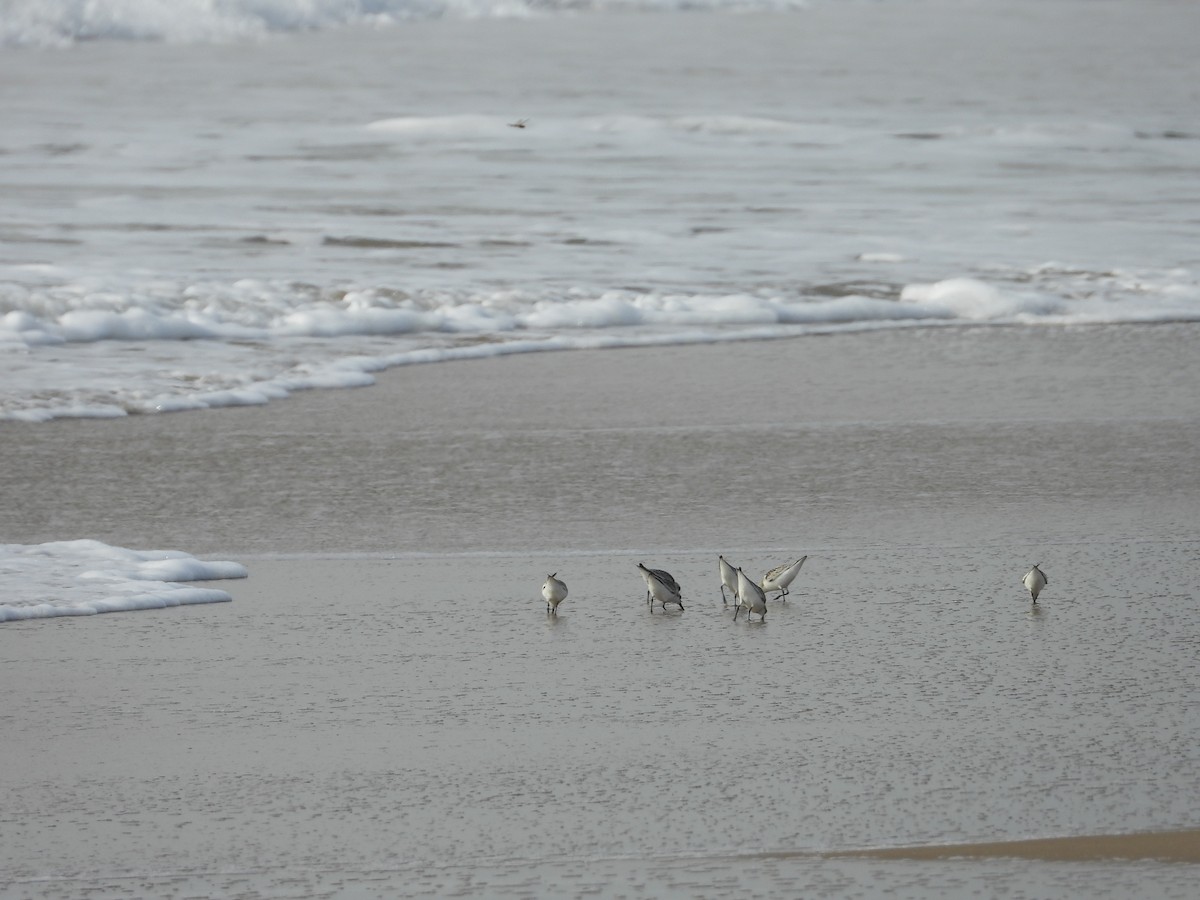 Sanderling - ML643020330