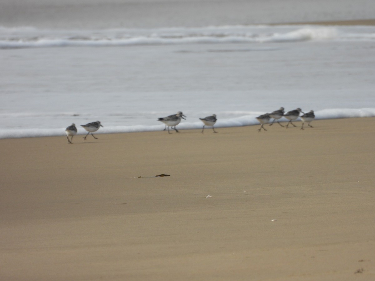 Sanderling - ML643020331