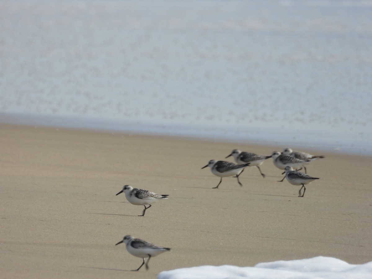Sanderling - ML643020332