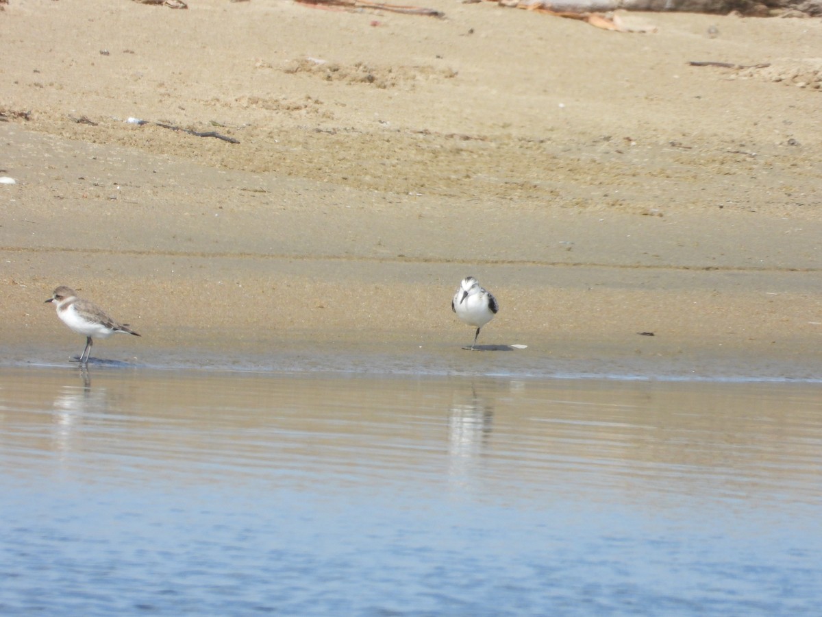Sanderling - ML643020334