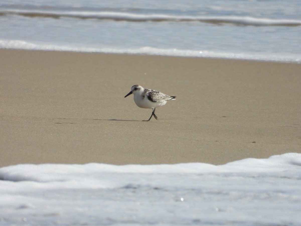 Sanderling - ML643020335