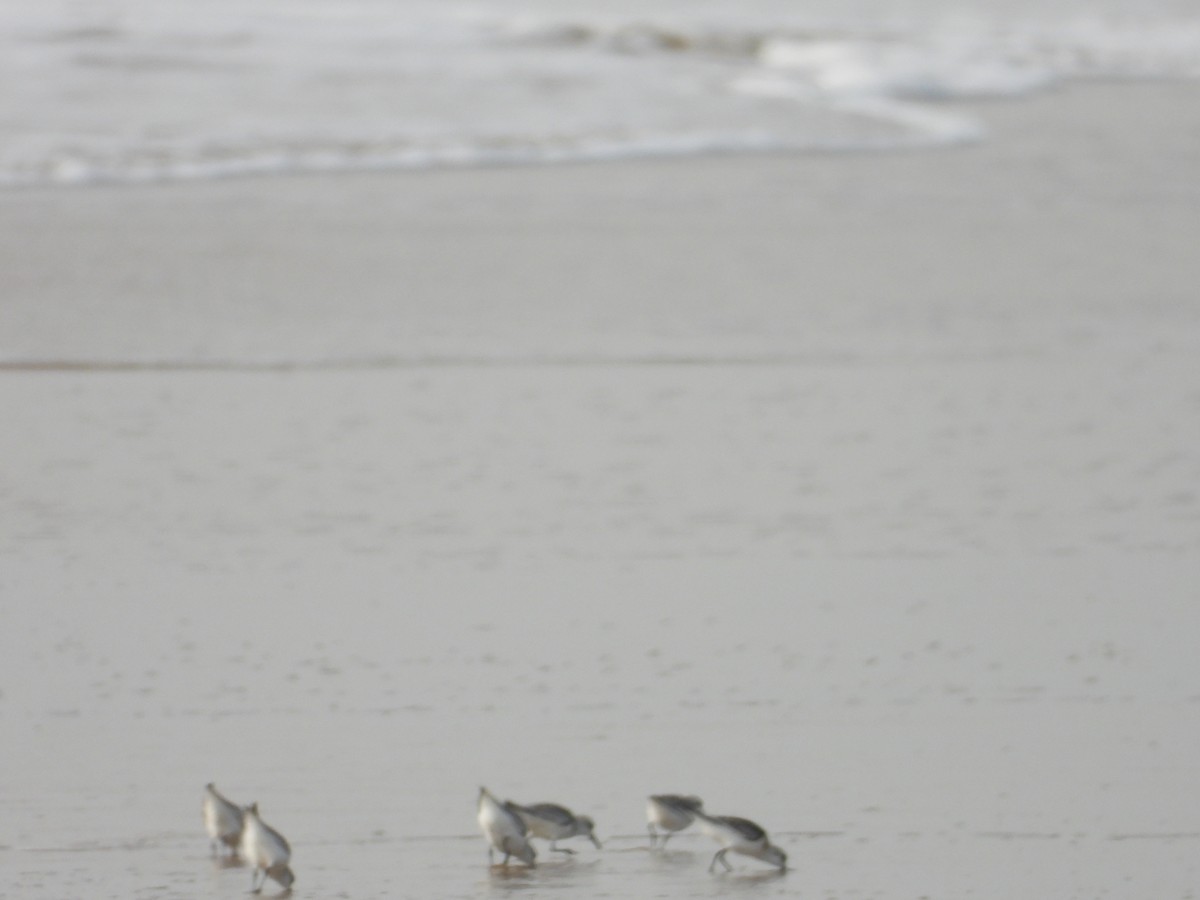 Sanderling - ML643020336