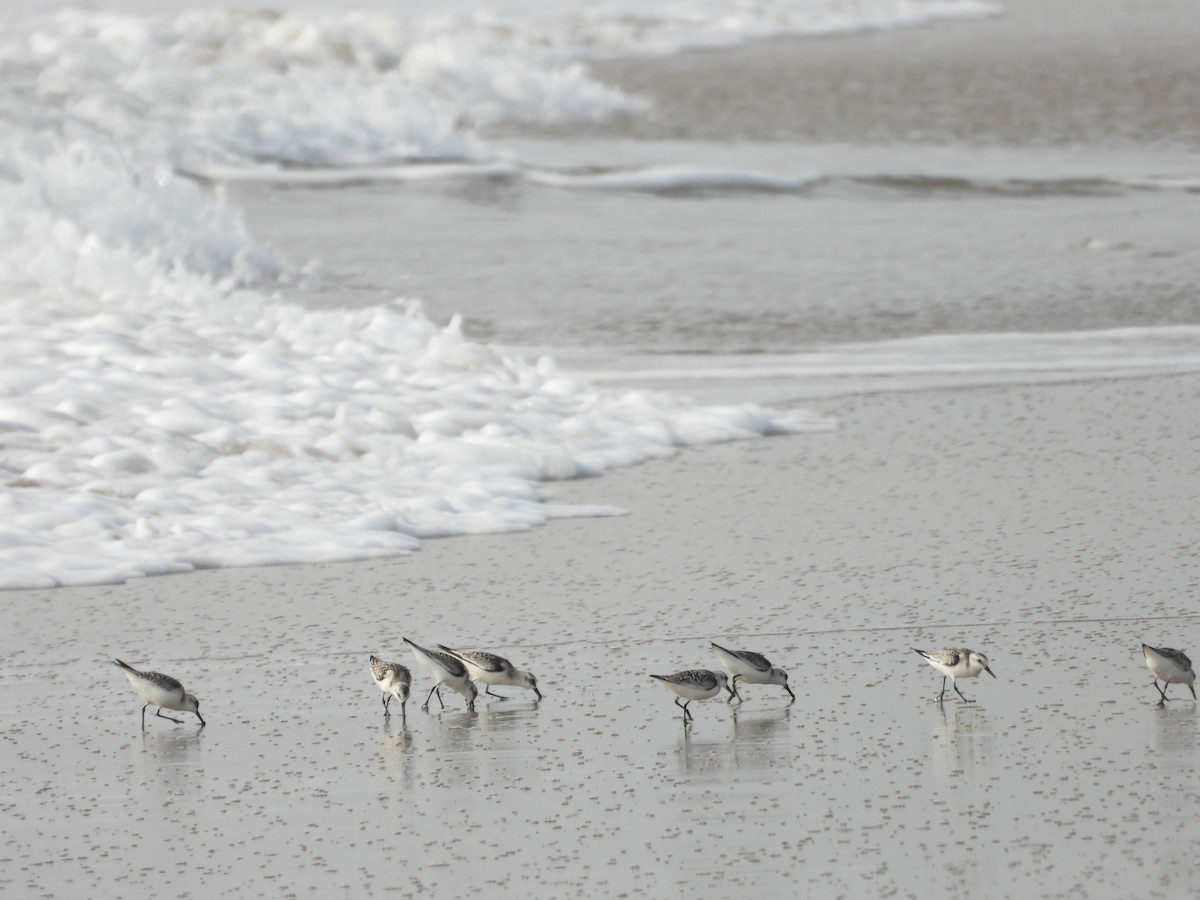 Sanderling - ML643020337