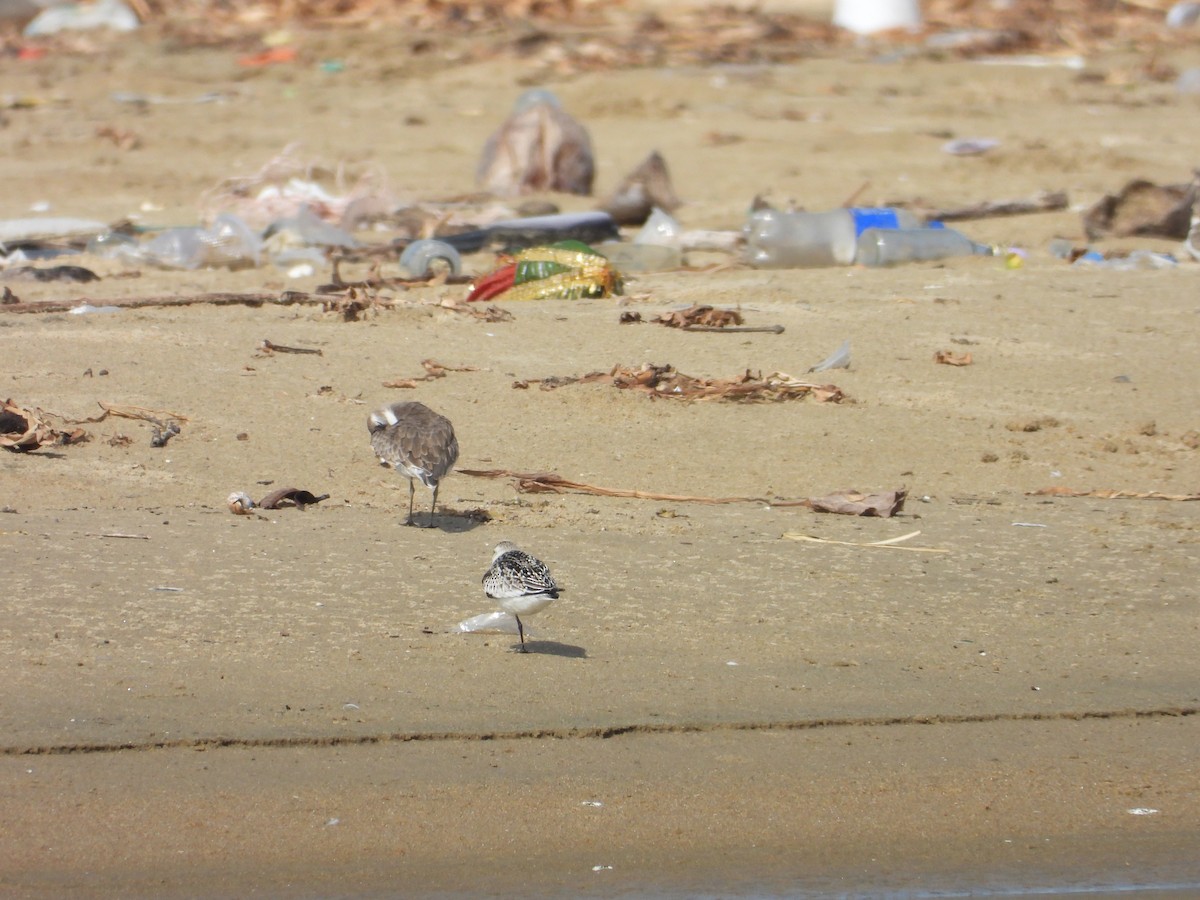 Sanderling - ML643020338