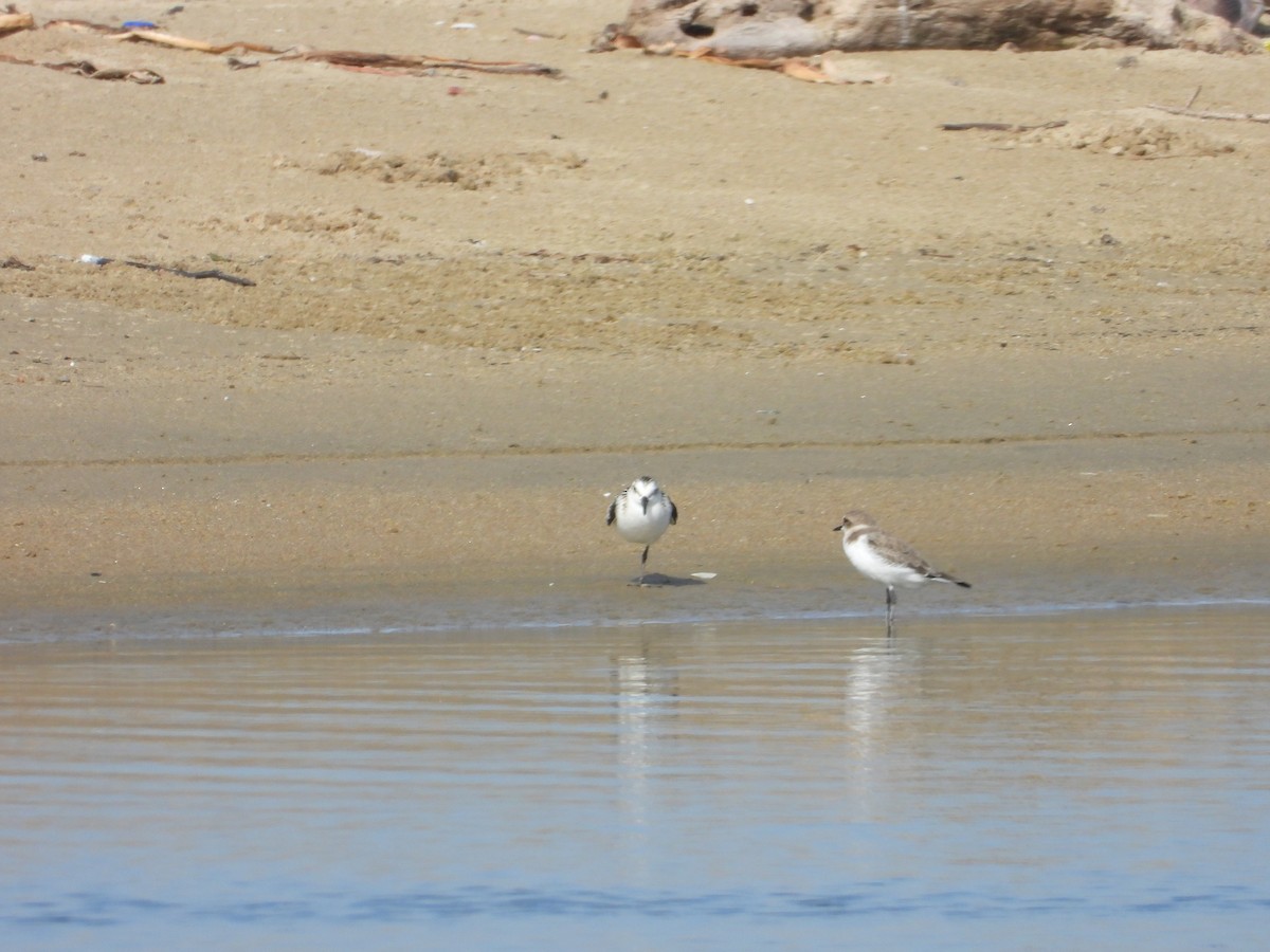 Sanderling - ML643020339