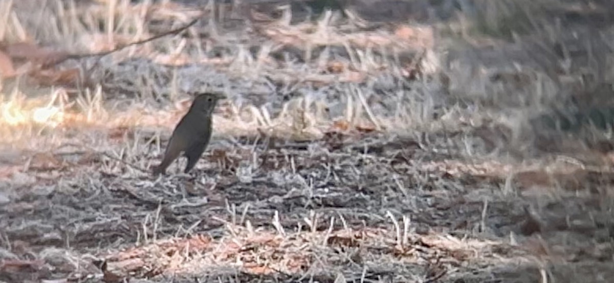Hermit Thrush - ML643020342