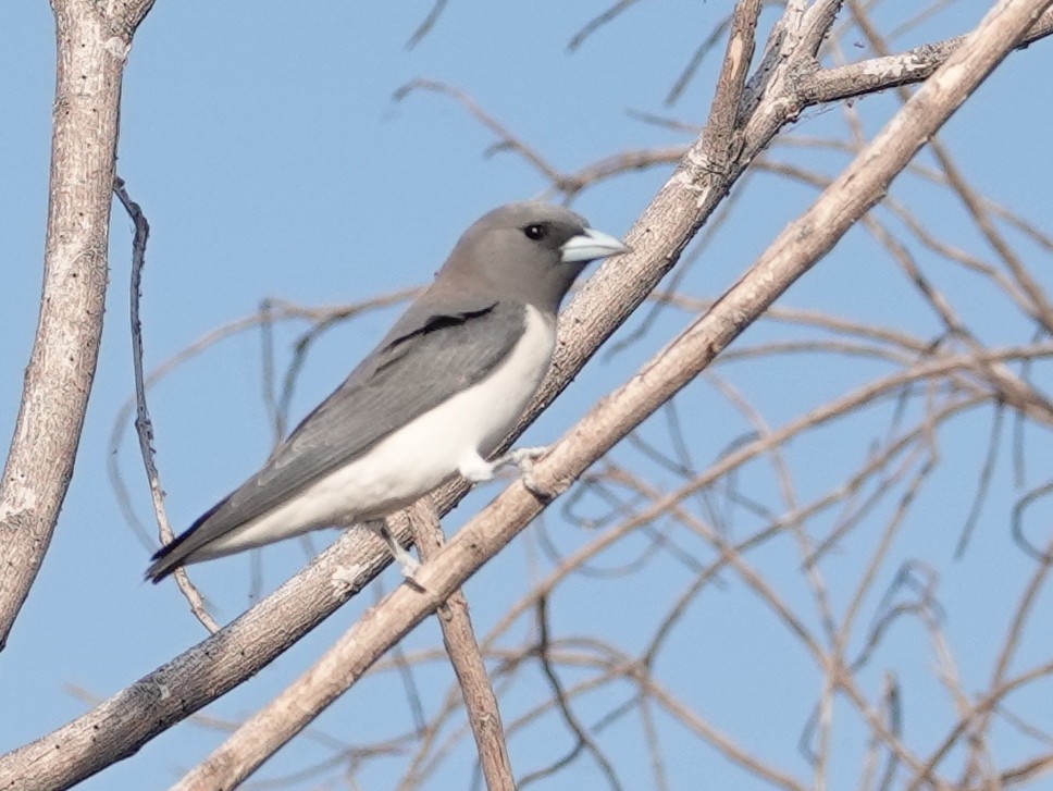 White-breasted Woodswallow - ML643020343