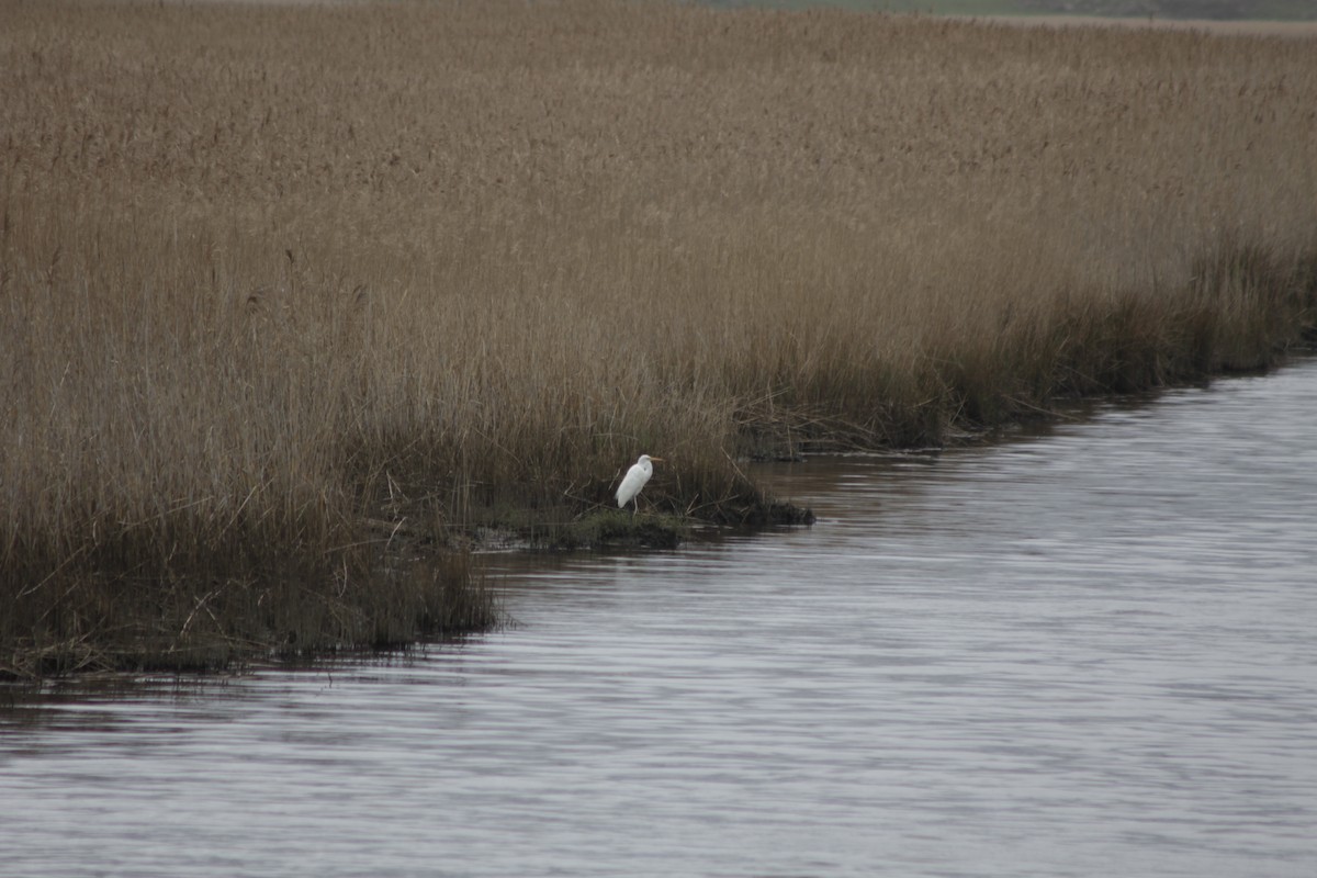 white egret sp. - ML643020344