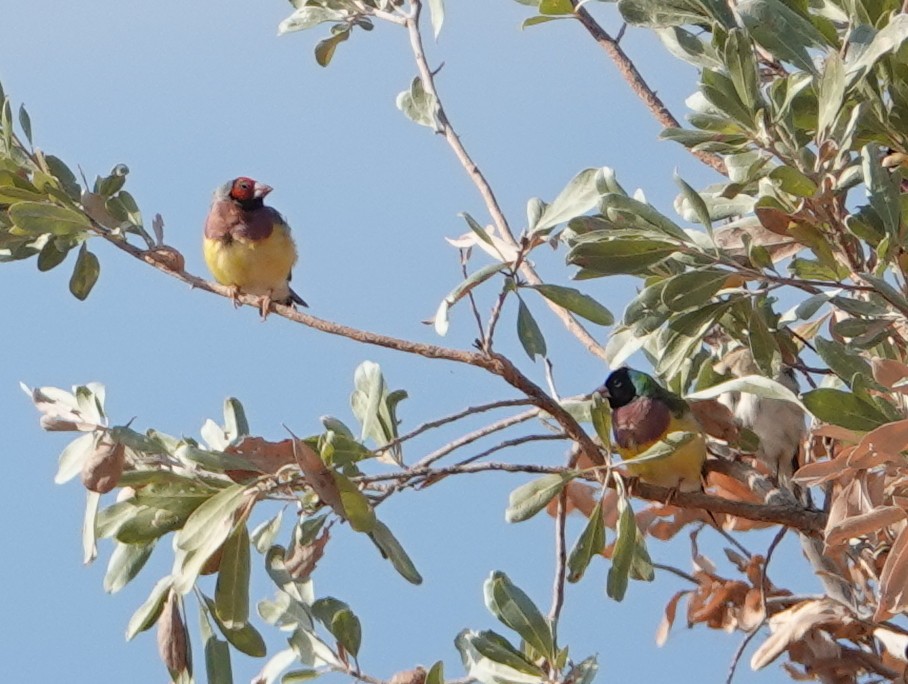 Gouldian Finch - ML643020345