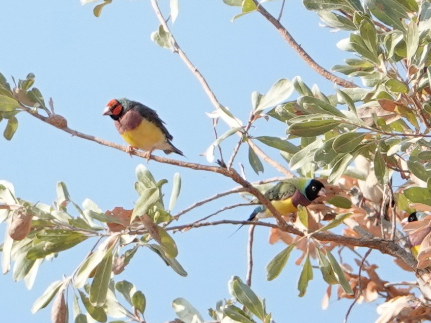 Gouldian Finch - ML643020346