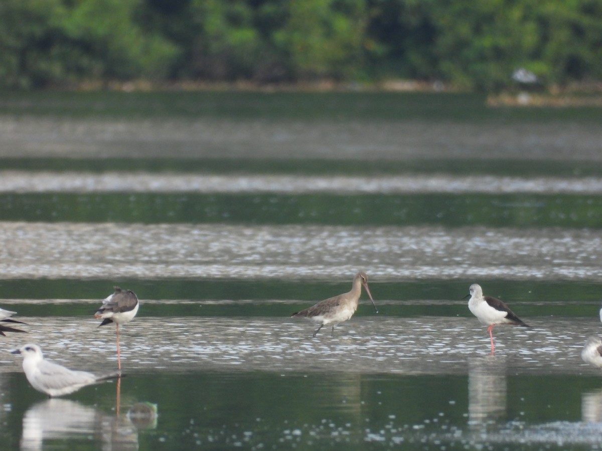 Gull-billed Tern - ML643020348