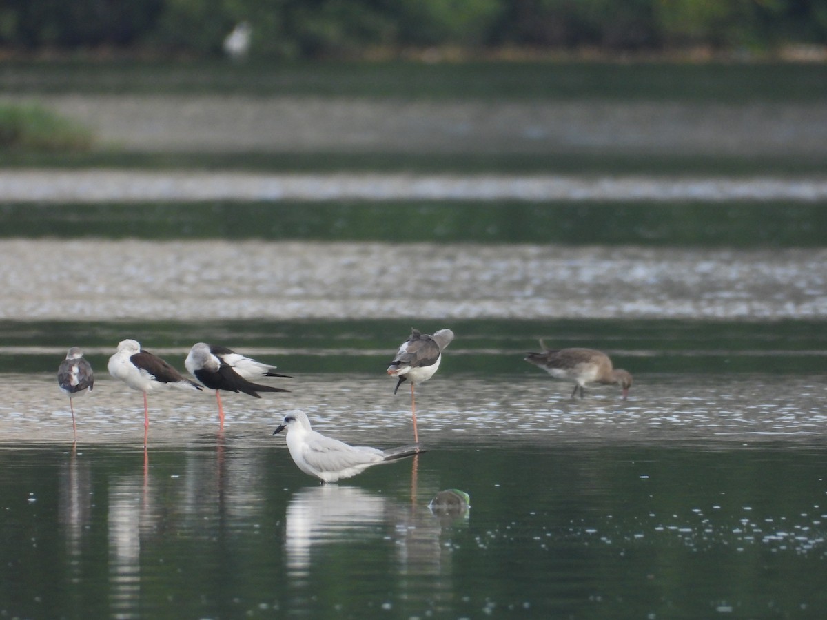 Gull-billed Tern - ML643020349